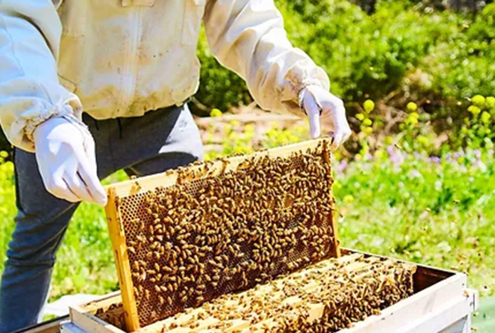 養蜂場事業